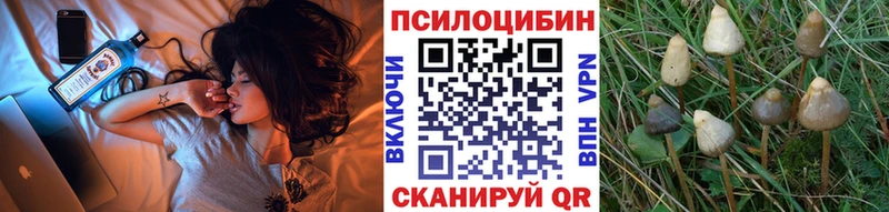 купить Дмитровск Псилоцибиновые грибы Psilocybe